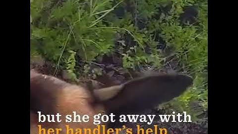 Dog vs Python Anti Poaching Dog Attacked By Python  The Dodo