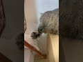 妹の頭をポンポンしたら怒られたぽんちゃん#shorts
