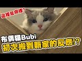 布偶貓Bubi初次搬到新家的反應？｜小許生活