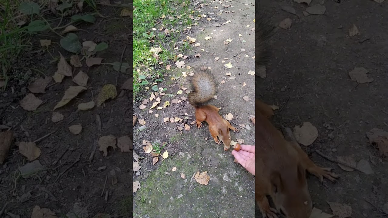 Fall Nature 2025 Squirrel X 