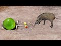 Top Creative Ideas Quick Wild Pig Trap Make From Coconut Fall Into Deep Hole