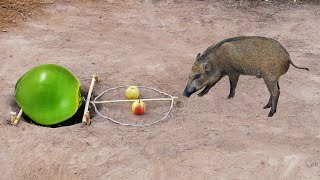 Top Creative Ideas Quick Wild Pig Trap Make From Coconut Fall Into Deep Hole