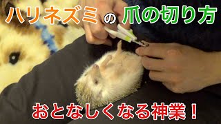 【神業】ハリネズミの爪切りの仕方おとなしくさせるコツ