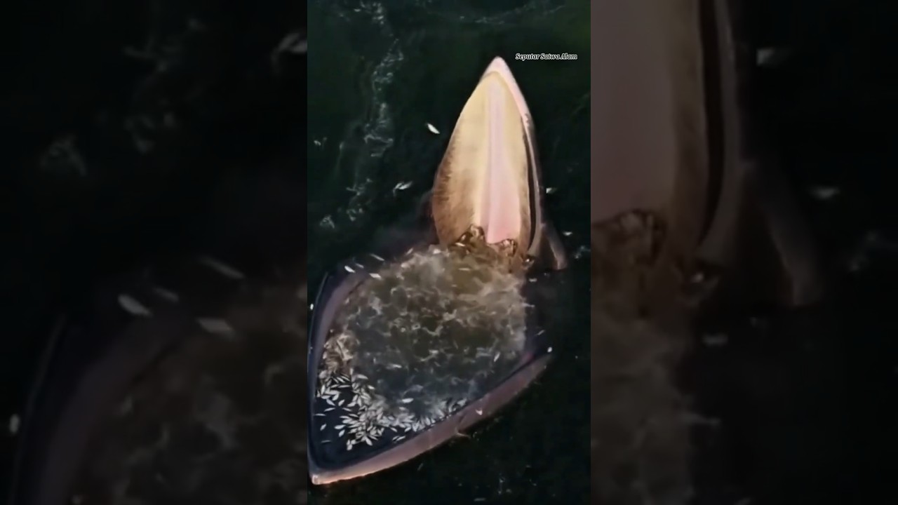 Ketika paus memakan ribuan ikan 