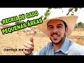 RECRIA DE GADO EM PEQUENAS ÁREAS | MUITO GADO EM POUCA TERRA