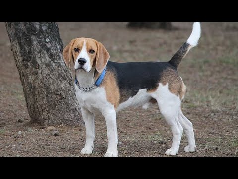 Video: Totul Despre Câinii Beagle