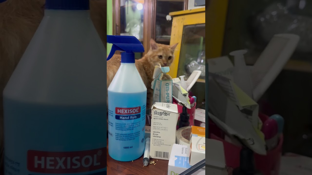 Emergency Veterinary Clinic: Dog Cat Vaccination: AvianVet:VetSurgery:Aquatic AnimalVet: 01912251312