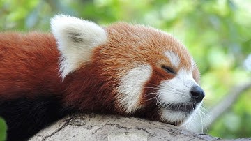 Sleepy Red Panda - 4k relax videos for sleep, study, mediation and chill.