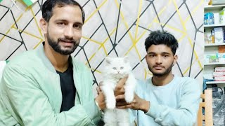 Amit pet shop sell Persian cat any query pls call 8353948493#petshop #azamgarh #persian #cat #nearme