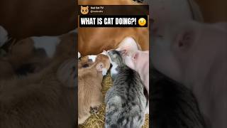 Bizarre Moment: Farm Animals — Even a Cat — Drink From a Cow! 😂🐄🐱