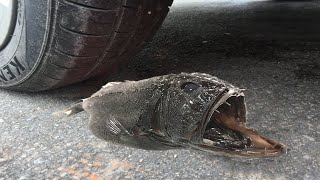 Experiment: Car vs Giant Fish - Crushing Crunchy & Soft Things by Car! screenshot 2