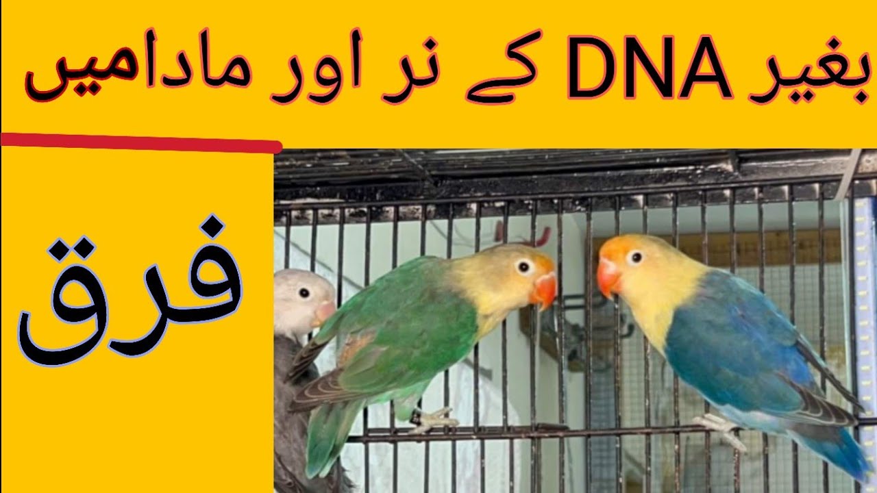 How To Identify Male And Female In Love Birds Love Birds May Male Or