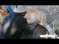 How to castrate and brand your cow//Namibian YouTuber