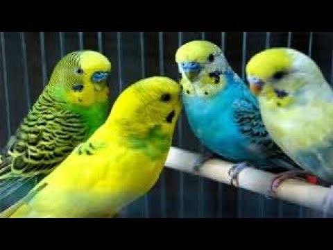 7 Cara Ternak Parkit di Kandang Kecil Agar Cepat Berkembang 