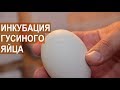 Инкубация гусиного яйца. Советы фермера Павла Постевого.