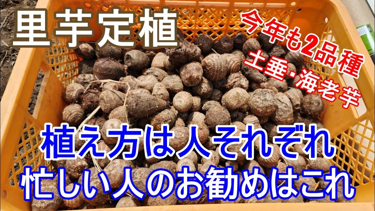 Choose the best way to plant crops that will last through the