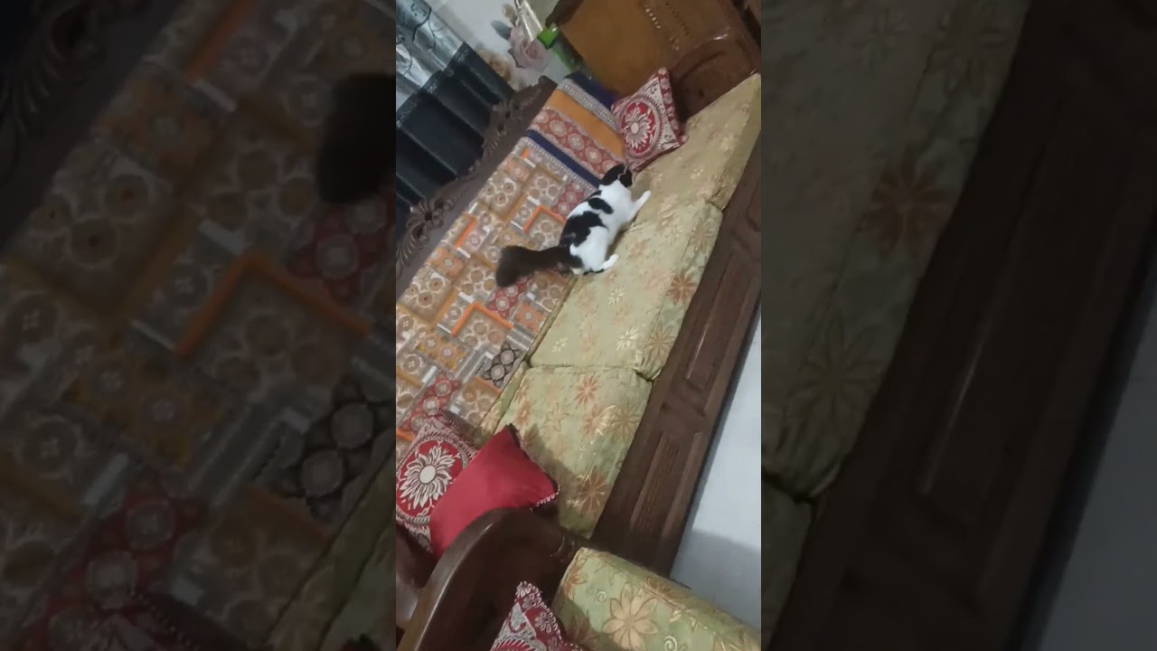 3-6 months Female Mixed Breed Persian