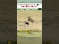ライオンの王がハイエナに挑む！ 復讐の激闘が今始まる！ #ライオン対ハイエナ #動物の戦い #野生のドラマ #自然の掟 #サバンナの王者