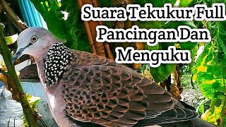 Download Lagu Suara Pikat Burung Tekukur Gacor Memanggil Tekukur Hutan MP3