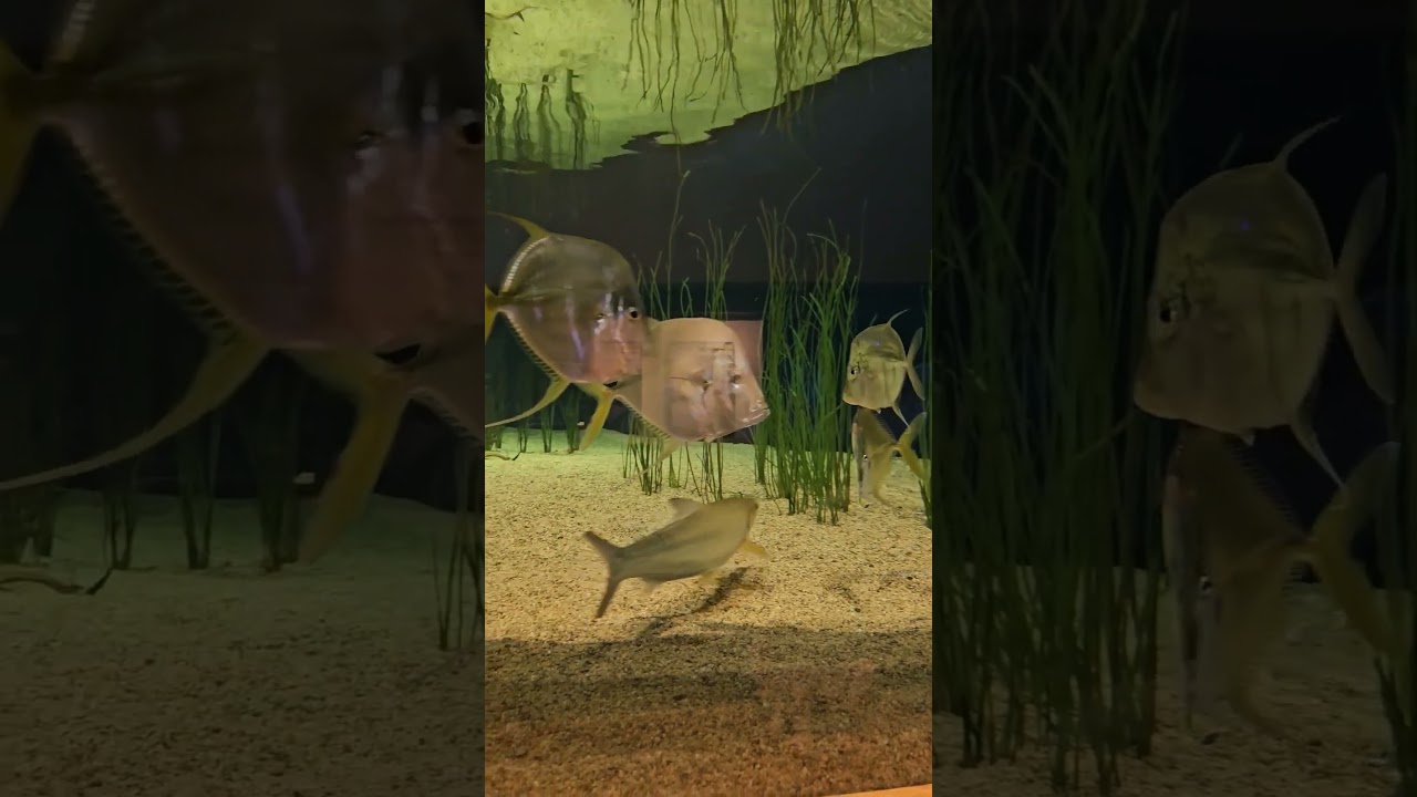 NC Aquarium