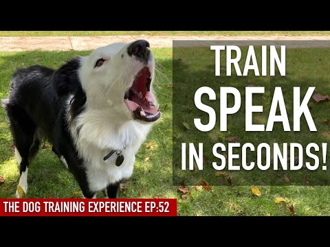 Video: How To Teach Your Dog To Speak