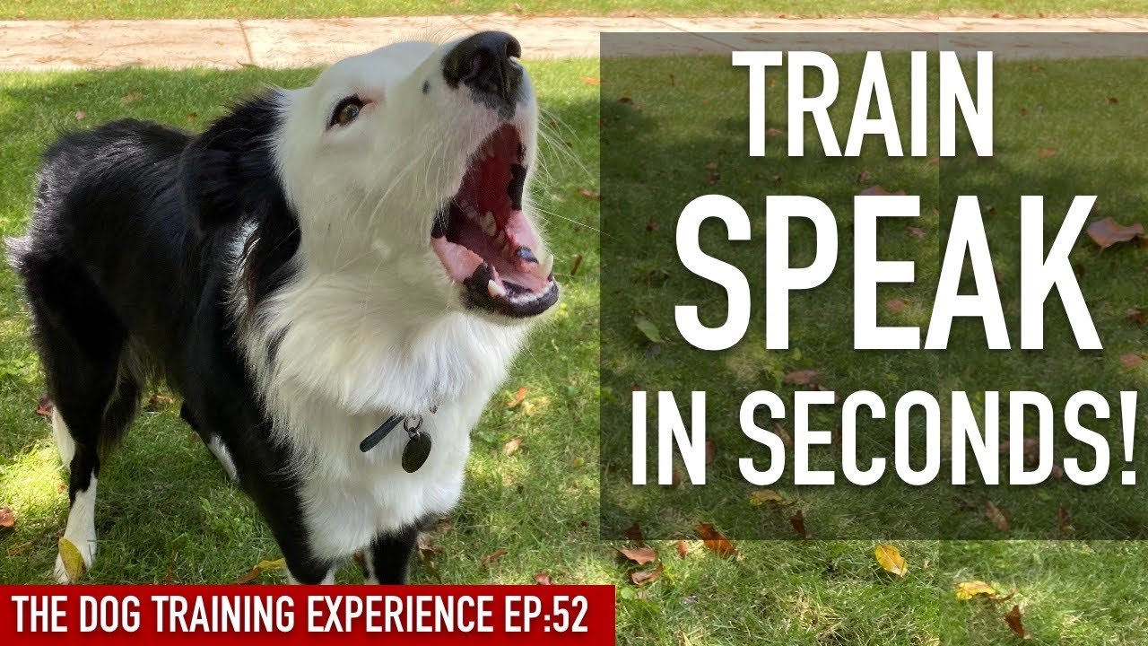 how do you train a dog to speak