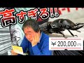 ペア20万円⁉開発実験してたら幻のクワガタムシが、めっちゃ増えました