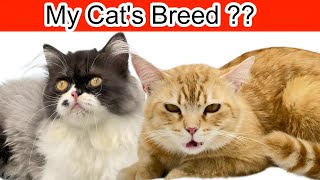 How to Tell the BREED of Your CAT | My Cats Breed 
