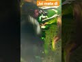 Jai mata di #viral #trending #shorts