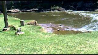 Oliveros, camping SUPEH