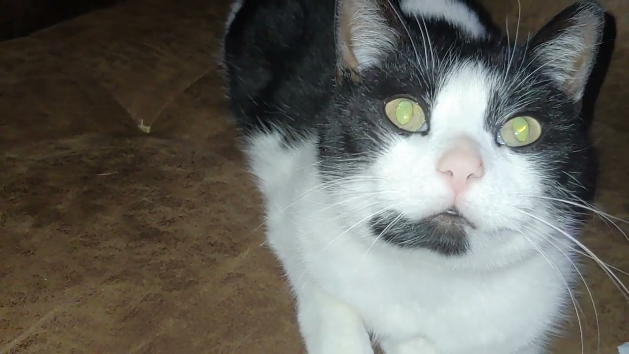 Are new cat name oreo