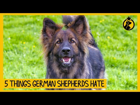วีดีโอ: ทั้งหมดเกี่ยวกับคนเลี้ยงแกะเยอรมัน: 8 สิ่งที่คุณอาจไม่รู้จัก