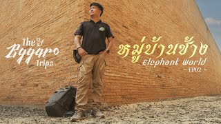 Elephant Village, Surin, Thailand | Elephant world | Thailand Travel