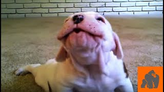 Cute Puppies trying Howling by Crazy Gorilla 4,525 views 4 years ago 2 minutes, 42 seconds