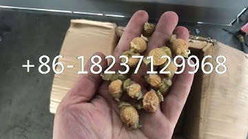 green plum prun pit extractor remover pitting machine plum seed pitter machine