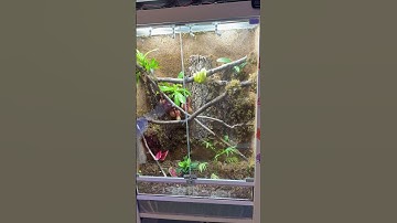 Morelia azurea Numfoor Island Green Tree Python Naturalistic Bioactive enclosure! #bioactive #snake