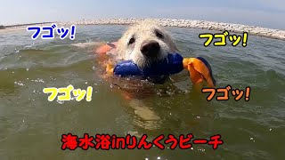 Golden Retrieverはっちの奮闘記の年収 収入はいくら Youtube ユーチューブ