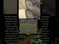 The Boy Who Saw a Wounded Wolf as a Friend
