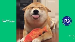 Dog smile（Shiba Inu） - Fun Videos Compilation P31 @funvines8482
