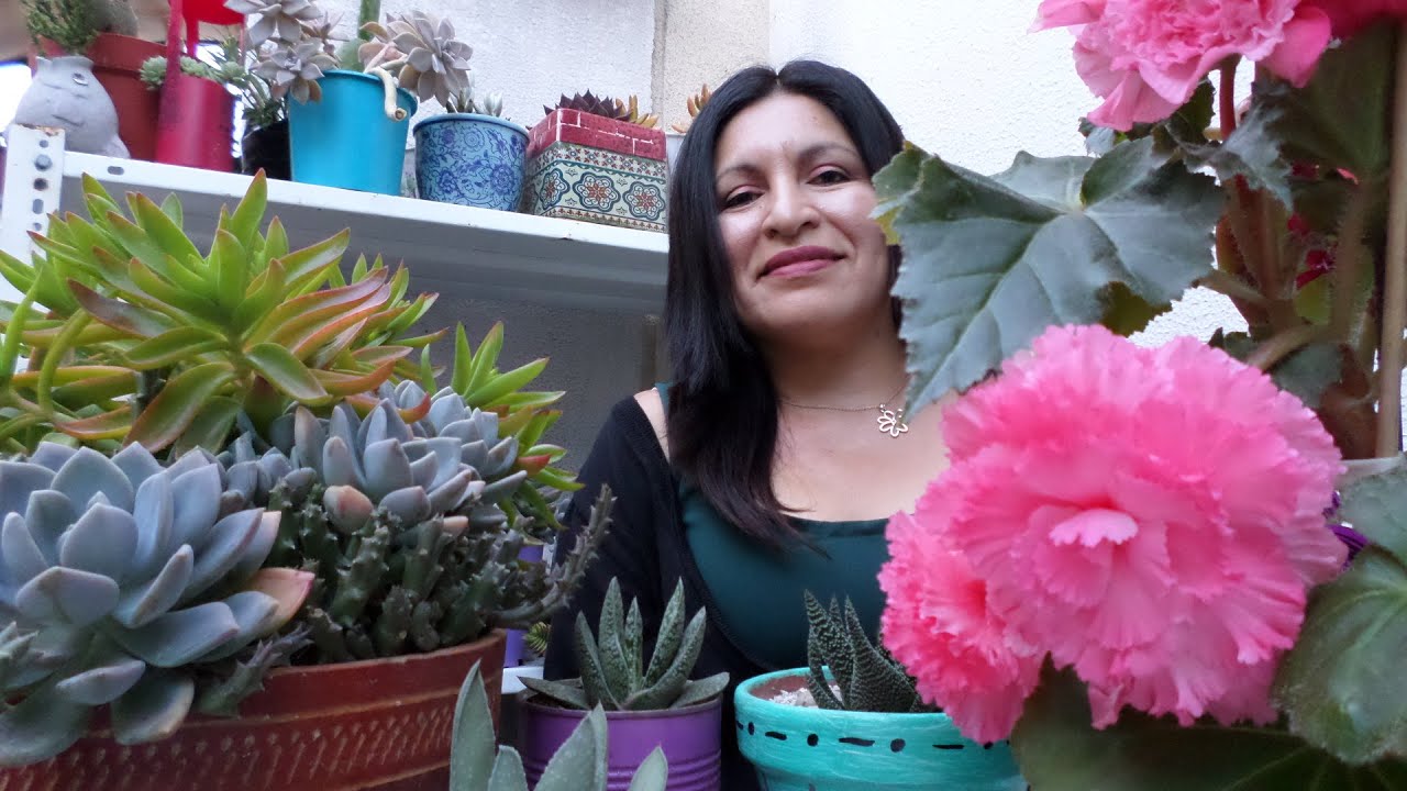 Mis plantas suculentas  favoritas de agosto 2020 y las de mis suscriptores!!!. Y sus nombres