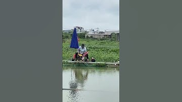 #Shorts Báo cá - Hồ Câu APHƯƠNG 0986782403 Rạch Cầu Suối, Vĩnh Lộc, Bình Chánh, TP HCM clip 316