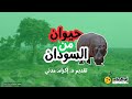 حيوان من السودان الق ر نتي ة