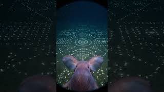 POV A Dumbo Octopus Glides Into a Glowing Field That Forms Strange Patterns