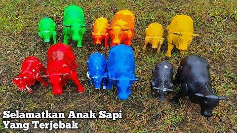 MENEMUKAN ANAK SAPI, SAPI LUCU, SAPI KARTUN, SAPI MOO, SAPI WARNA WARNI, SAPI JOGET, SAPI GRANDONG
