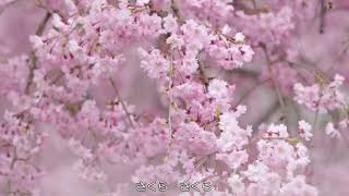 Вишенка,  ("Sakura, Sakura") - Японская народная песня