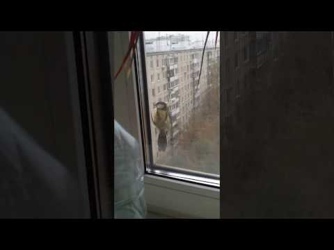 Titmouse damages mosquito net. Синица портит москитную сетку.