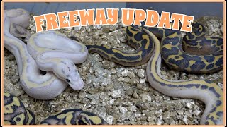 Famous Freeway 100% Het Clown Clutch Update! Wealth