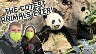 Seeing pandas for the FIRST TIME in Chengdu, China