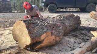 PROCESSING HUGE TIMBER part 1