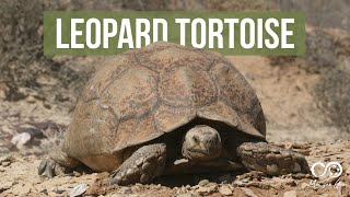 Leopard Tortoise (Stigmochelys pardalis)
